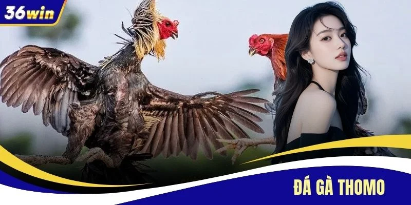 Đá Gà Thomo - Trực Tiếp Các Trận Đấu 24/7 Tại 36WIN