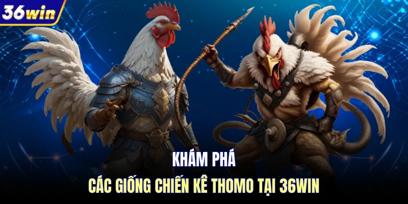 Khám phá các giống chiến kê thomo tại 36WIN