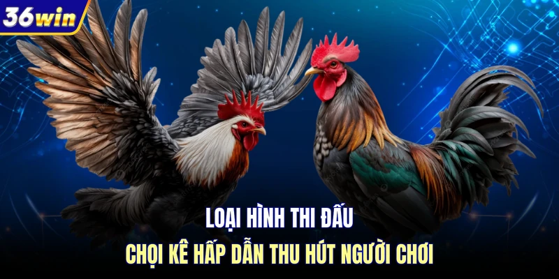 Loại hình thi đấu chọi kê hấp dẫn thu hút người chơi